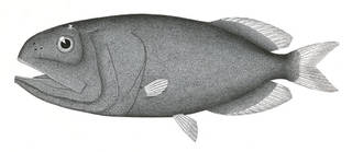 To NMNH Extant Collection (Rondeletia bicolor P06610 illustration)