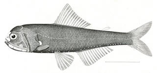 To NMNH Extant Collection (Aethoprora lucida P00282 illustration)