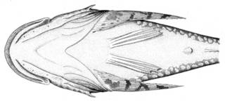 To NMNH Extant Collection (Myoxocephalus stelleri P09580 illustration)
