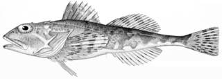 To NMNH Extant Collection (Myoxocephalus verrucosus P09585 illustration)