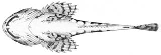 To NMNH Extant Collection (Myoxocephalus axillaris P09600 illustration)