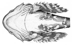To NMNH Extant Collection (Myoxocephalus jaok P09607 illustration)