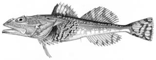 To NMNH Extant Collection (Myoxocephalus jaok P09609 illustration)