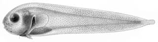 To NMNH Extant Collection (Nectoliparis pelagicus P09041 illustration)