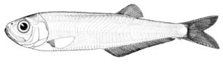 To NMNH Extant Collection (Neoopisthopterus cubanus P09127 illustration)
