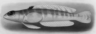 To NMNH Extant Collection (Neopercis roseoviridis P09128 illustration)