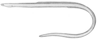 To NMNH Extant Collection (Myrophis frio P09517 illustration)