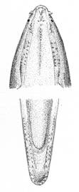 To NMNH Extant Collection (Herpetoichthys ocellatus P09525 illustration)