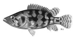 To NMNH Extant Collection (Nandus nandus P09543 illustration)
