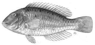 To NMNH Extant Collection (Nicholsina ustus collettei P09164 illustration)