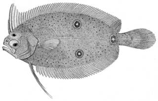 To NMNH Extant Collection (Notosema dilecta P09390 illustration)