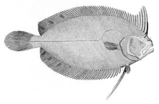 To NMNH Extant Collection (Notosema dilecta P09392 illustration)