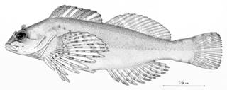 To NMNH Extant Collection (Ocynectes modestes P08698 illustration)