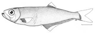 To NMNH Extant Collection (Odontognathus tropicus P08711 illustration)