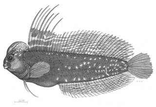 To NMNH Extant Collection (Omobranchus lini P01037 illustration)