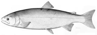 To NMNH Extant Collection (Oncorhynchus kisutch P01082 illustration)