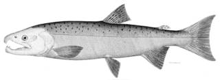 To NMNH Extant Collection (Oncorhynchus kisutch P05104 illustration)