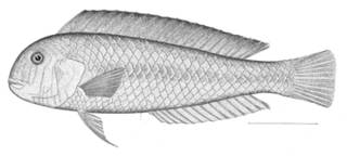 To NMNH Extant Collection (Novaculichthys infirmis P09486 illustration)