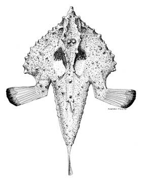 To NMNH Extant Collection (Ogcocephalus parvus P08720 illustration)