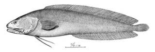 To NMNH Extant Collection (Ogilbia cayorum P08735 illustration)