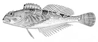 To NMNH Extant Collection (Oligocottus maculosus P08736 illustration)
