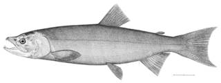 To NMNH Extant Collection (Oncorhynchus nerka P08831 illustration)