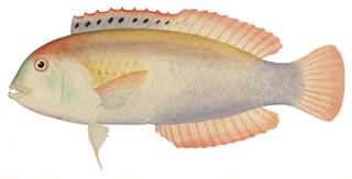To NMNH Extant Collection (Novaculichthys woodi P09493 illustration)