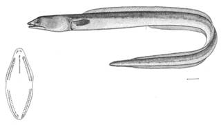 To NMNH Extant Collection (Ophichthus pacifici P08803 illustration)