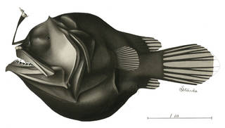To NMNH Extant Collection (Oneirodes P08978 illustration)