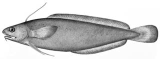 To NMNH Extant Collection (Onos rufus P08979 illustration)