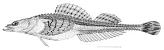 To NMNH Extant Collection (Occa dodecaedron P09502 illustration)