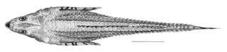 To NMNH Extant Collection (Occa dodecaedron P09503 illustration)