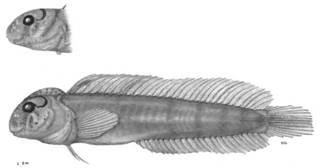 To NMNH Extant Collection (Omobranchus P17667 illustration)