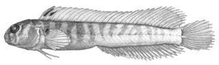 To NMNH Extant Collection (Omobranchus robertsi P17696 illustration)