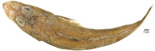 To NMNH Extant Collection (Ratabulus megacephalus USNM 383571 photograph dorsal)