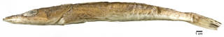 To NMNH Extant Collection (Ratabulus megacephalus USNM 383571 photograph lateral view)