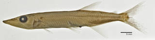 To NMNH Extant Collection (Acestrorhynchus USNM 310049 photograph lateral view)