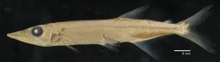 To NMNH Extant Collection (Acestrorhynchus USNM 310049 photograph lateral view, black background)