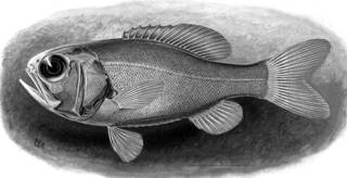 To NMNH Extant Collection (Paratrachichthys prosthemius P08510 illustration)