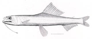 To NMNH Extant Collection (Astronesthes gemmifer P01335 illustration)