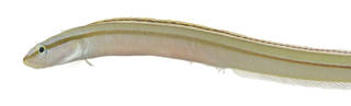To NMNH Extant Collection (Gunnellichthys pleurotaenia USNM 370986 photograph head lateral view)