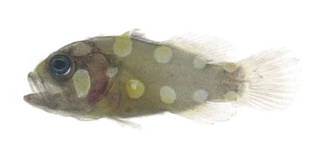 To NMNH Extant Collection (Grammistes sexlineatus USNM 370989 photograph lateral view)