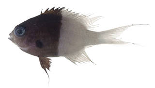 To NMNH Extant Collection (Chromis iomelus USNM 371152 photograph lateral view)