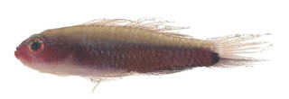 To NMNH Extant Collection (Eviota nigriventris USNM 378835 photograph lateral view)