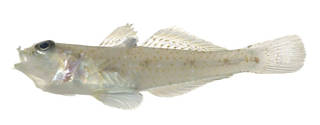 To NMNH Extant Collection (Oplopomops diacanthus USNM 380105 photograph lateral view)