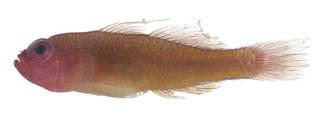 To NMNH Extant Collection (Trimma benjamini USNM 379899 photograph lateral view)