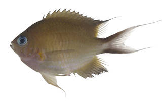 To NMNH Extant Collection (Chromis amboinenesis USNM 371236 photograph lateral view)