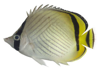 To NMNH Extant Collection (Chaetodon vagabundus USNM 371353 photograph lateral view)