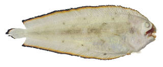 To NMNH Extant Collection (Soleichthys USNM 379889 photograph dorsal view)