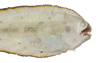 To NMNH Extant Collection (Soleichthys USNM 379889 photograph head dorsal view)